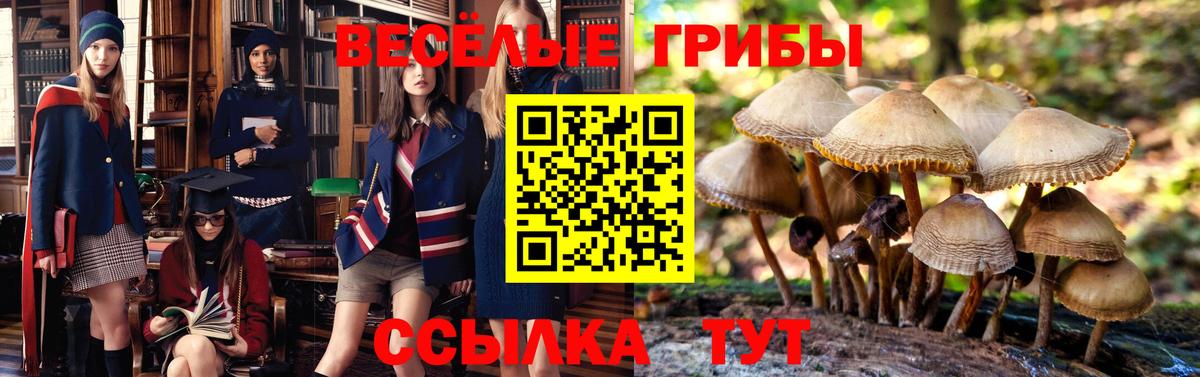 Сунжа  Псилоцибиновые грибы прущие грибы  магазин продажи   Псилоцибиновые грибы Magic Shrooms  Вход с VPN 